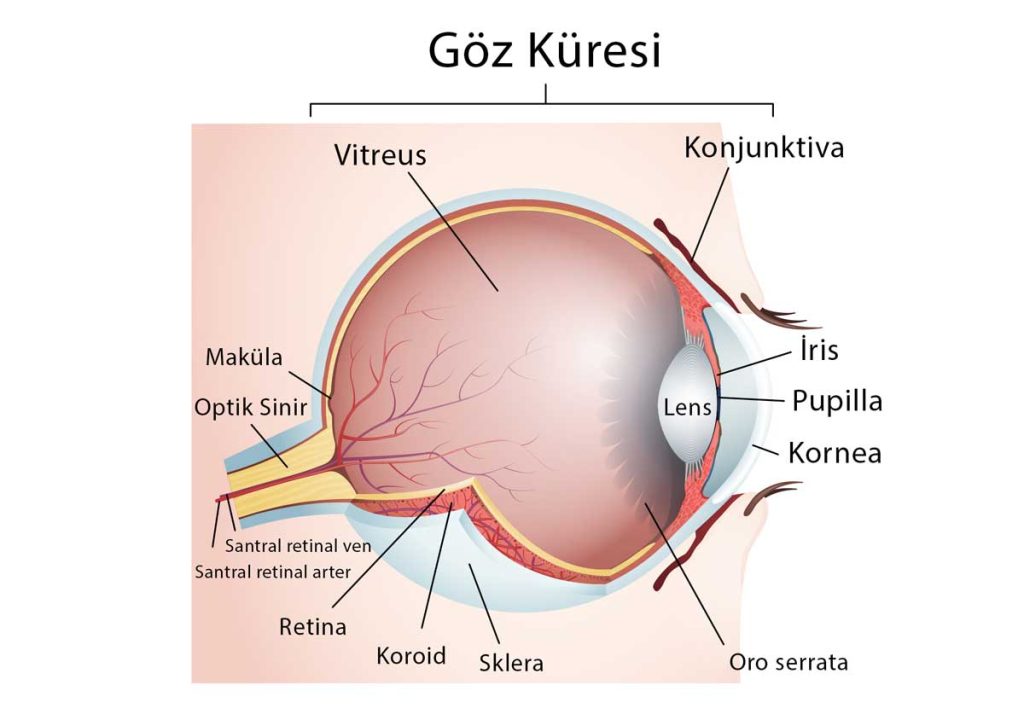 Göz Anatomisi-Gözün Yapısı