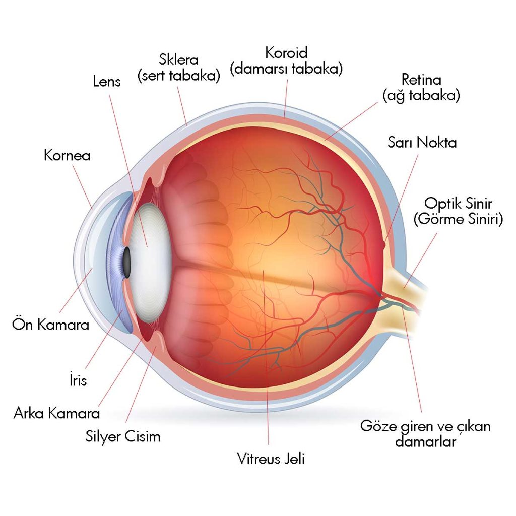 Gözün Yapısı ve Göz Anatomisi