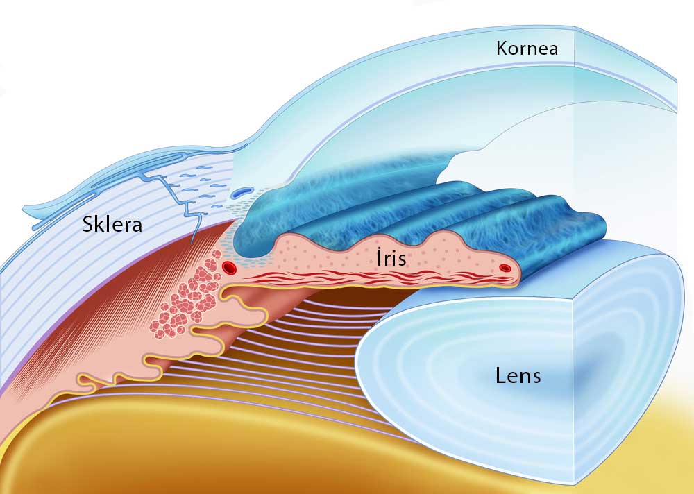 İris-Kornea-Lens-Anatomi