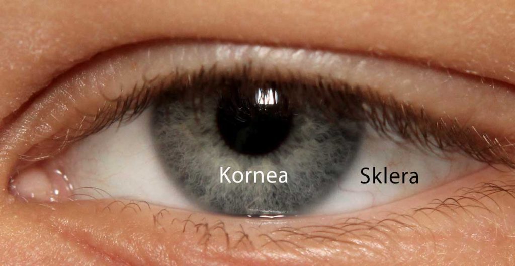 Kornea ve Sklera-Göz Anatomisi