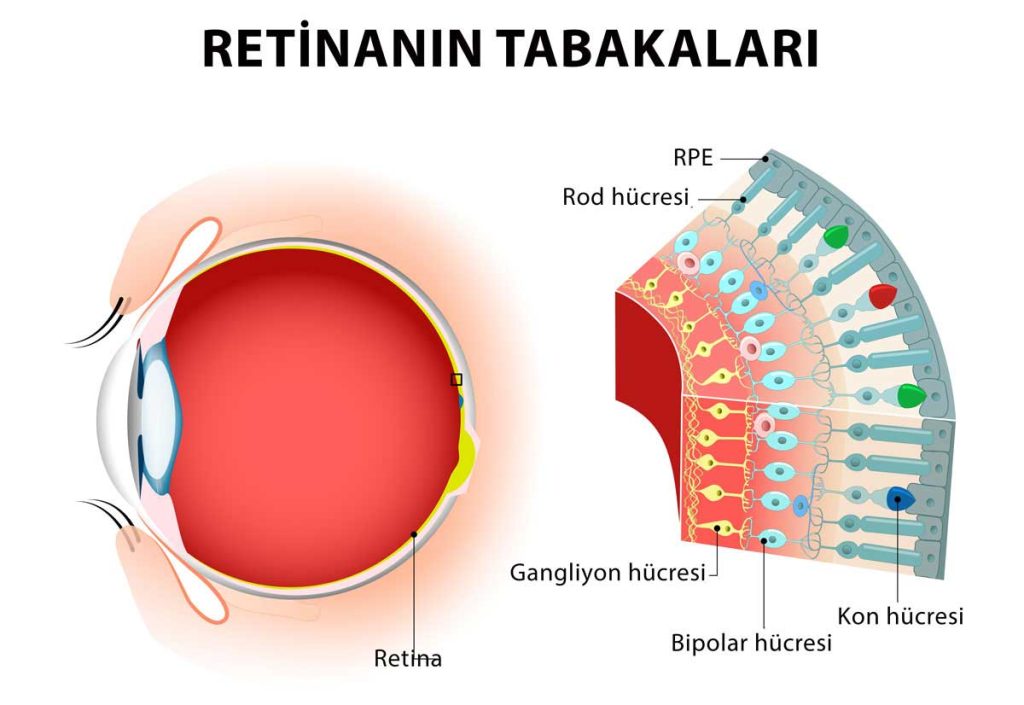 Retina Tabakaları